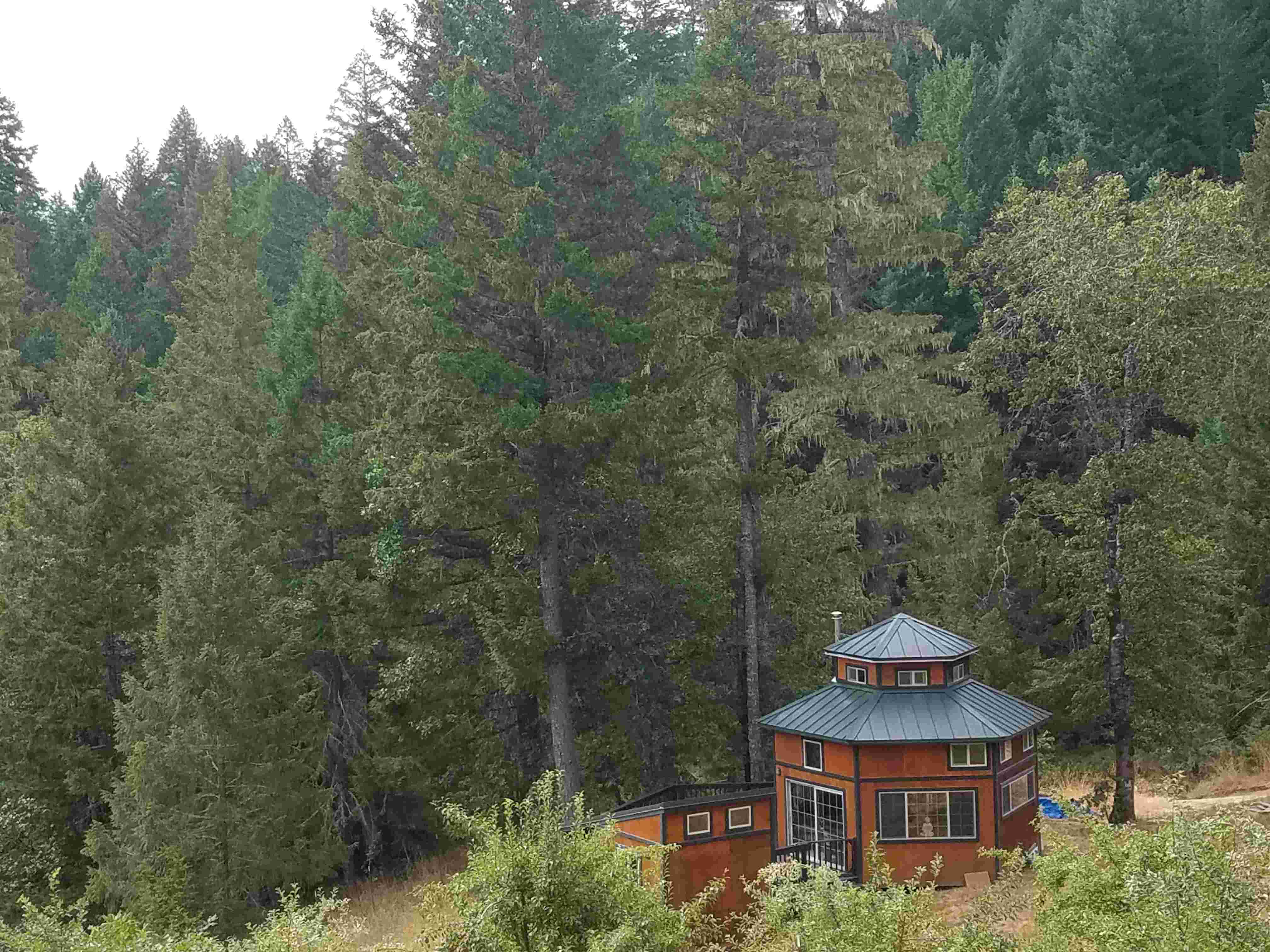 Cabin in a sea of trees